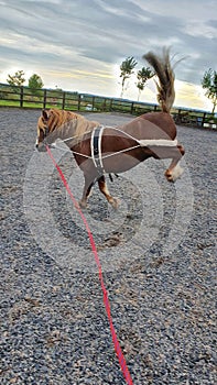Chestnut welsh pony being schooled within equestrian arena with training aids showing bad attitude photo