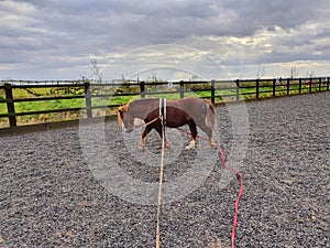 Chestnut welsh pony gelding being worked in equestrian arena with training aids