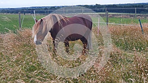 Chestnut welsh pony grazing in the long grass in summer on a livery farm