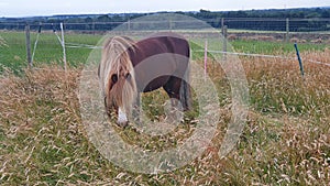 Chestnut welsh pony grazing in the long grass in summer on a livery farm