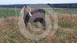 Chestnut welsh pony grazing in the long grass in summer on a livery farm