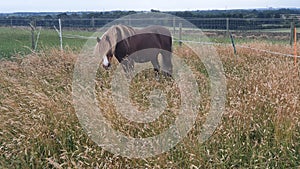 Chestnut welsh pony grazing in the long grass in summer on a livery farm