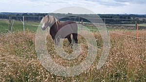 Chestnut welsh pony grazing in the long grass in summer on a livery farm