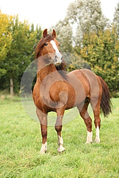 Chestnut welsh pony stallion in autumn