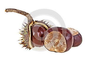 Chestnut on white background