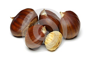 Chestnut photo