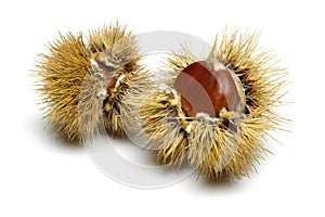 Chestnut