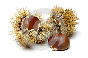 Chestnut