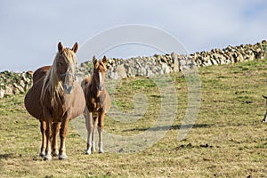 Chestnut and white mare with foal. in the field in the morning. horizontal image with copy space