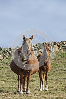 Chestnut and white mare with foal. in the field in the morning. vertical image with copy space