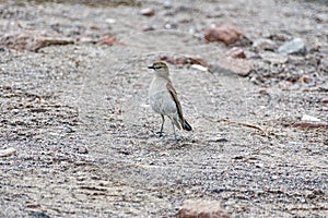 Chestnut-winged cinclodes photo