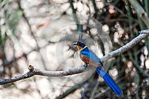 Chestnut winged Cuckoo photo