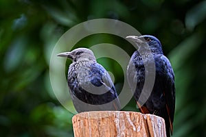 Chestnut-winged starling, Onychognathus fulgidus, bird pair in the nature habitat, male and female. Wild starlings from Cameroon