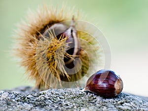 Chestnuts