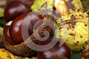 Chestnuts