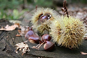 Chestnuts 2