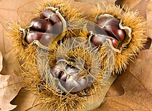 Chestnuts