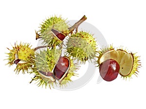 Chestnuts