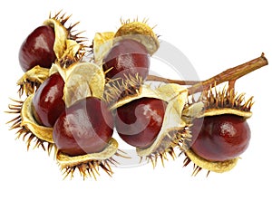 Chestnuts