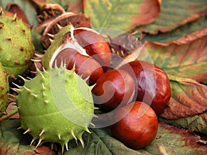 Castagne 