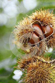 Chestnuts