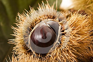 Chestnuts