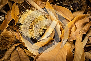 Chestnuts.