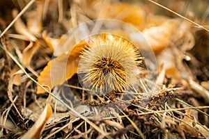 Chestnuts.