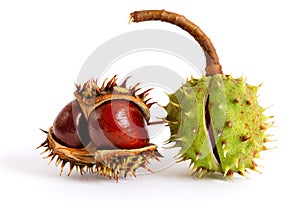 Chestnuts