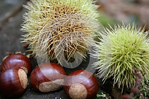 Chestnuts 4