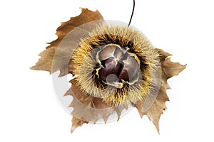 Chestnuts