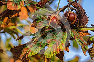 CHESTNUTS