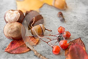 Chestnuts, acorn, autumn leaves and rowanberries