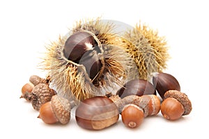 Chestnuts and acorns