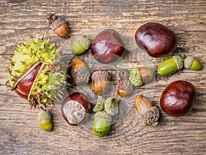 Chestnuts and acorns