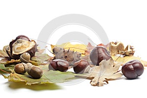 Chestnuts, acorns and fall leaves