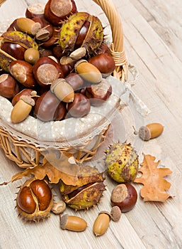 Chestnuts and acorns in a wicker basket