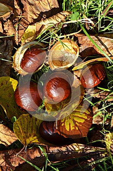 Chestnuts Aesculus Hippocastanum