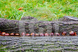 Chestnuts arranged horizontal in a row in a deepening of a tree trunk