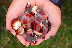 Chestnuts