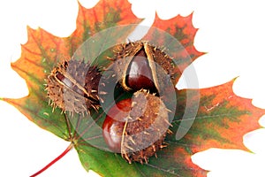 Chestnuts and autumn leaf photo