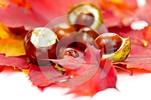 Chestnuts on autumn leaves