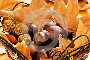 Chestnuts and autumn leaves