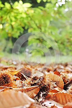 Chestnuts and autumn leaves