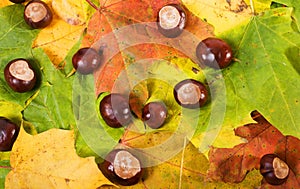 Chestnuts and autumn leaves