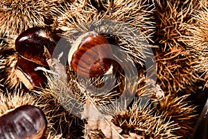 chestnuts on a background, digital photo picture as a background