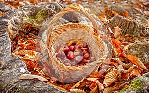 Chestnuts background - harvesting chestnut in the forest with basket in autumn foliage ground