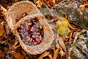 Chestnuts background top view - harvesting chestnut in forest with basket in autumn foliage ground