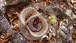 Chestnuts background top view - harvesting chestnut in forest with basket in autumn foliage ground