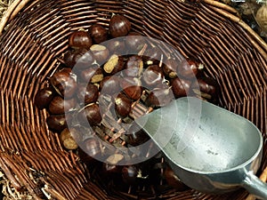 Chestnuts in the basket bailer in market place food background